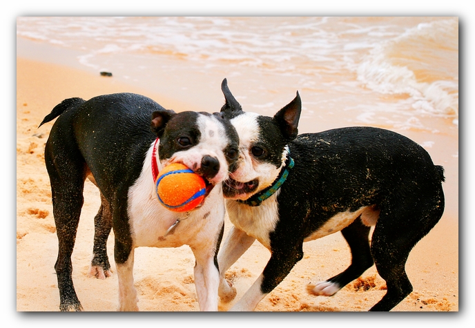 Offleash Dog Beach, Pensacola Florida