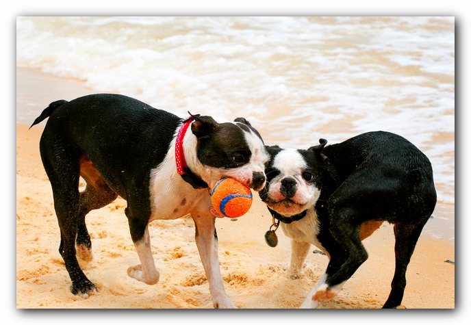 Offleash Dog Beach, Pensacola Florida
