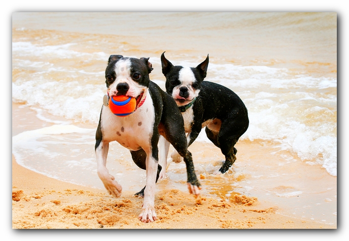 Offleash Dog Beach, Pensacola Florida