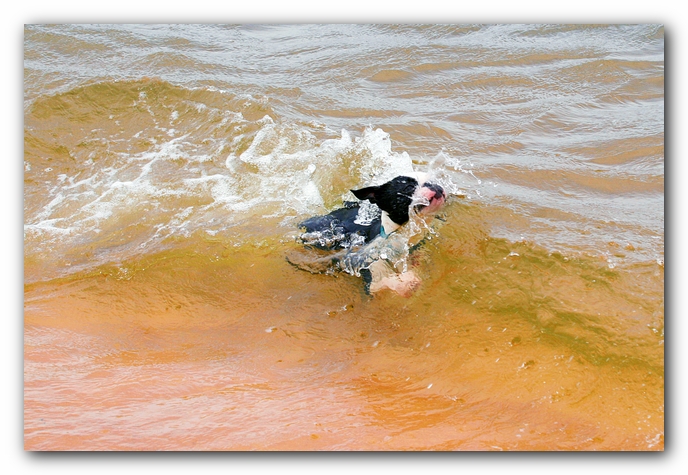 Offleash Dog Beach, Pensacola Florida