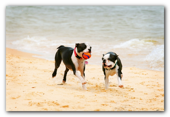 Offleash Dog Beach, Pensacola Florida