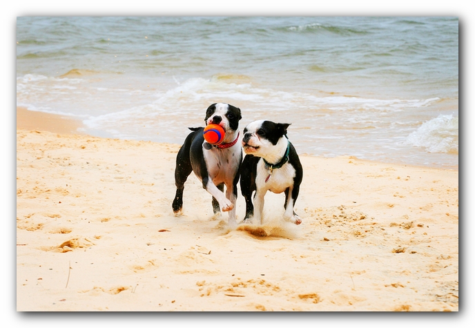 Offleash Dog Beach, Pensacola Florida