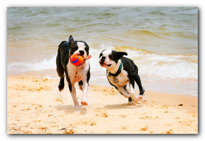 Offleash Dog Beach, Pensacola Florida