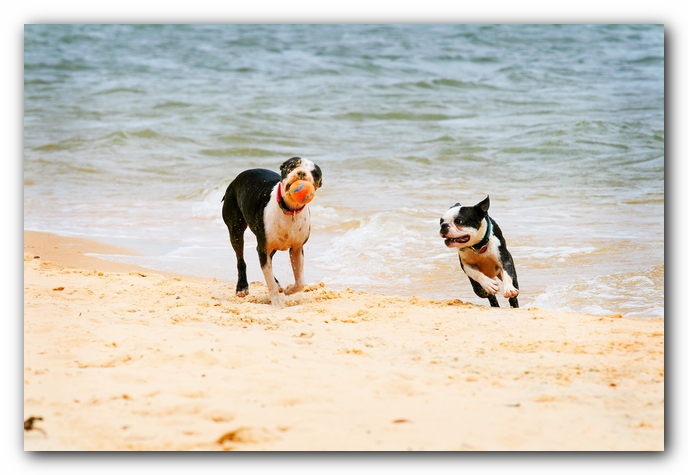 Offleash Dog Beach, Pensacola Florida