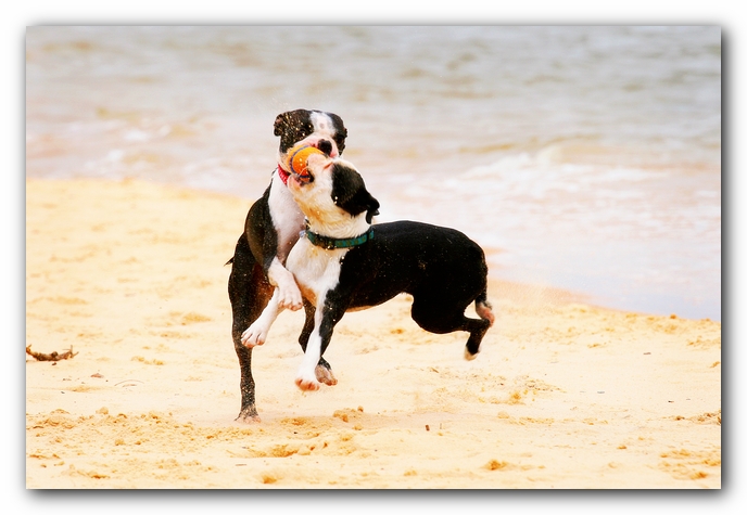 Offleash Dog Beach, Pensacola Florida