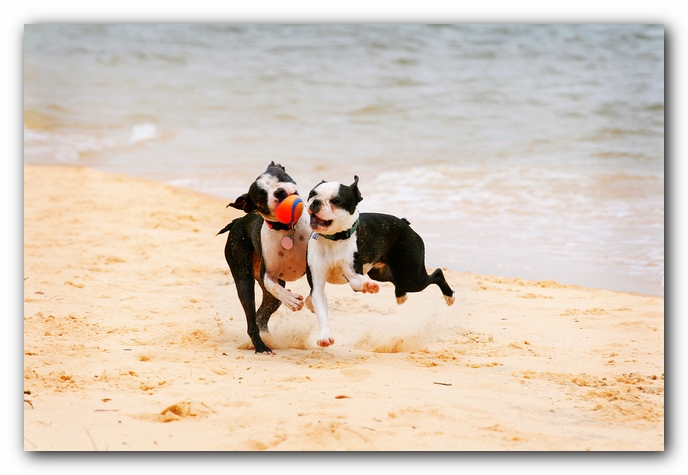 Offleash Dog Beach, Pensacola Florida