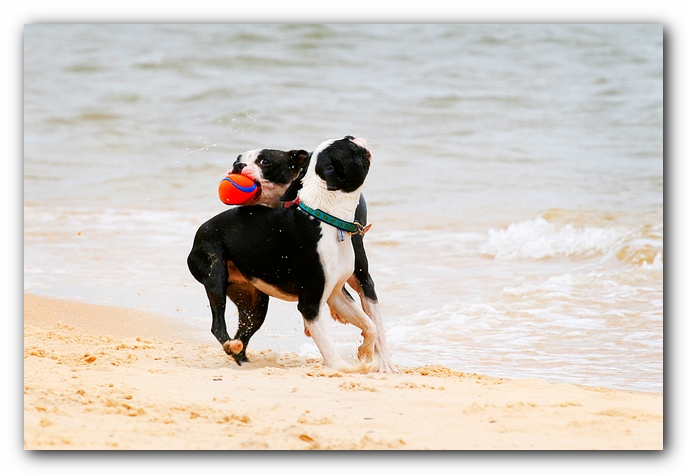 Offleash Dog Beach, Pensacola Florida
