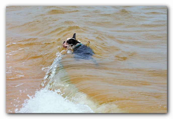 Offleash Dog Beach, Pensacola Florida