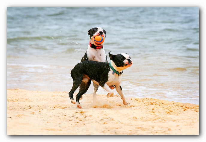 Offleash Dog Beach, Pensacola Florida