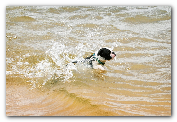 Offleash Dog Beach, Pensacola Florida