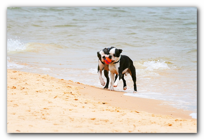 Offleash Dog Beach, Pensacola Florida