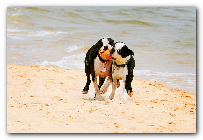 Offleash Dog Beach, Pensacola Florida