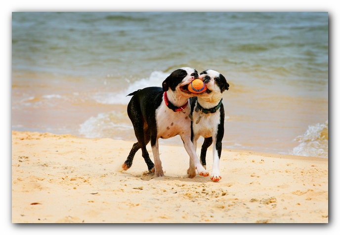 Offleash Dog Beach, Pensacola Florida