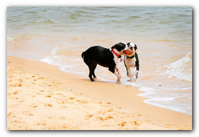 Offleash Dog Beach, Pensacola Florida