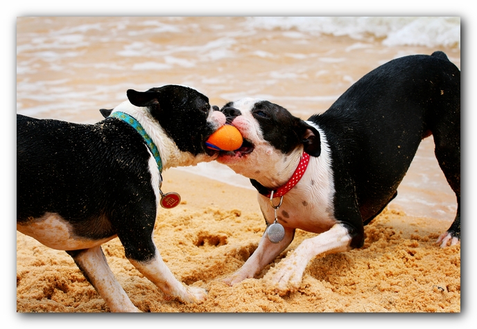 Offleash Dog Beach, Pensacola Florida