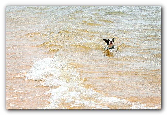Offleash Dog Beach, Pensacola Florida