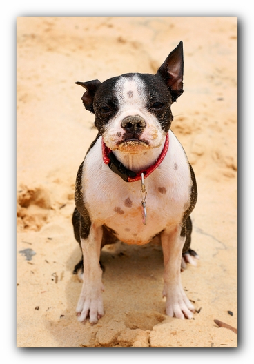 Offleash Dog Beach, Pensacola Florida