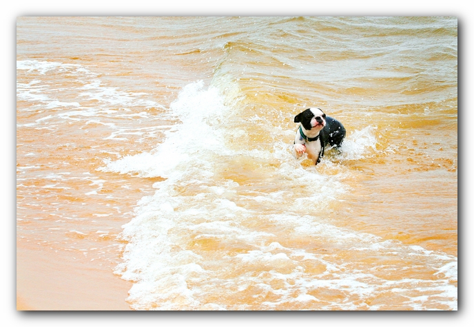 Offleash Dog Beach, Pensacola Florida