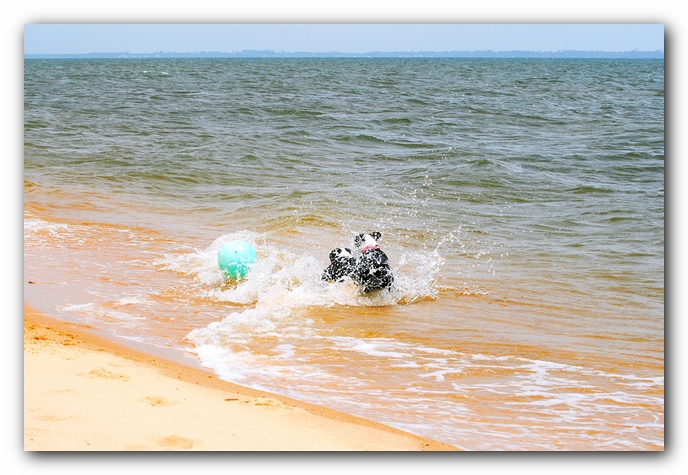 Offleash Dog Beach, Pensacola Florida