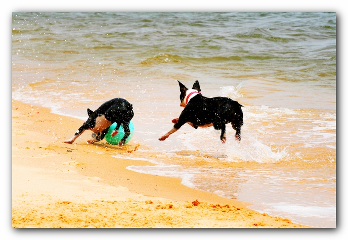 Offleash Dog Beach, Pensacola Florida