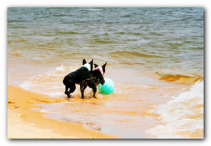 Offleash Dog Beach, Pensacola Florida