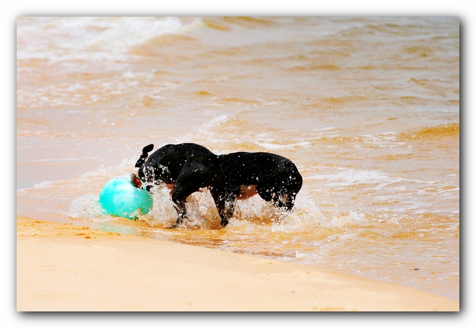 Offleash Dog Beach, Pensacola Florida