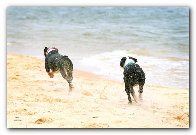 Offleash Dog Beach, Pensacola Florida