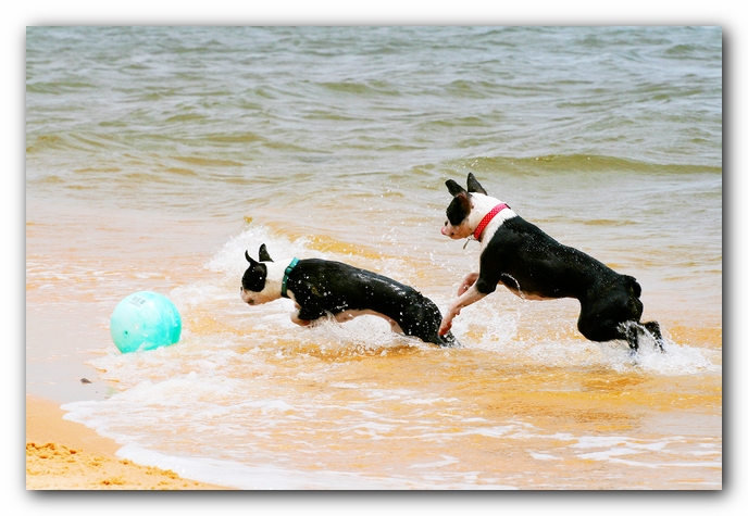 Offleash Dog Beach, Pensacola Florida