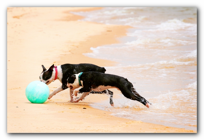 Offleash Dog Beach, Pensacola Florida