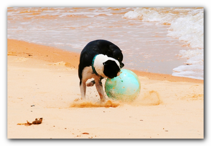 Offleash Dog Beach, Pensacola Florida