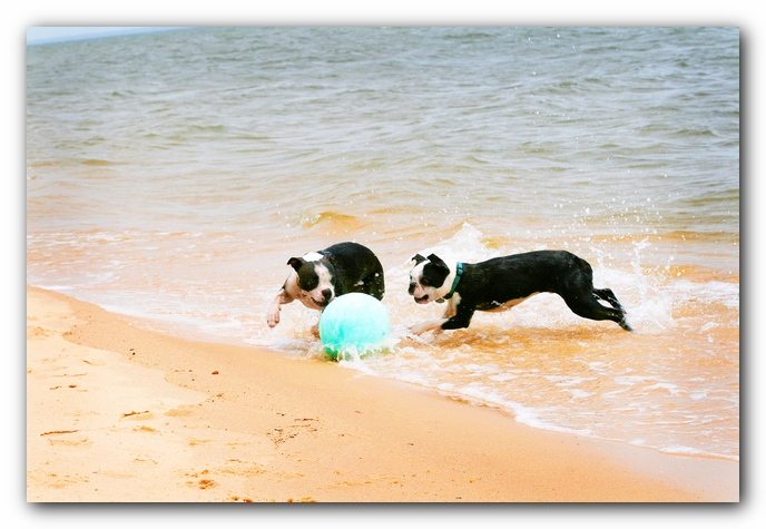 Offleash Dog Beach, Pensacola Florida