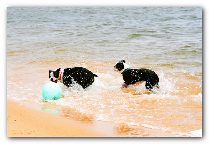 Offleash Dog Beach, Pensacola Florida