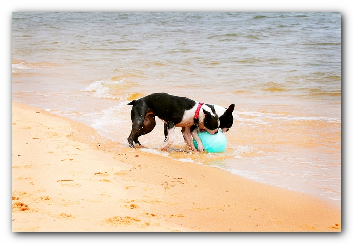 Offleash Dog Beach, Pensacola Florida