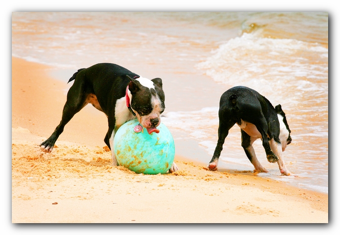 Offleash Dog Beach, Pensacola Florida