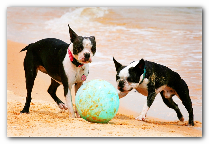 Offleash Dog Beach, Pensacola Florida