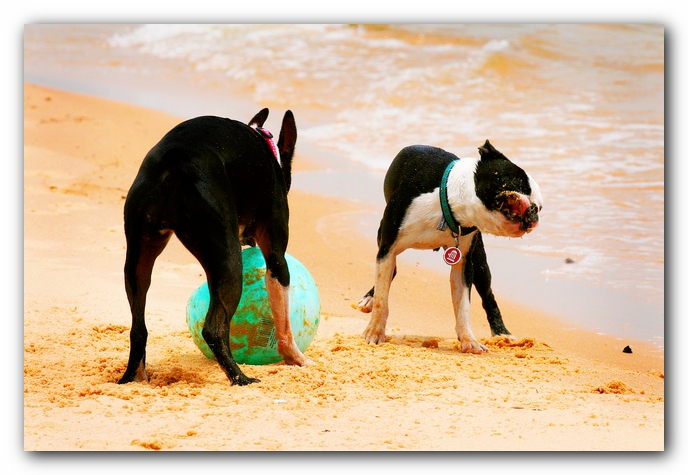 Offleash Dog Beach, Pensacola Florida