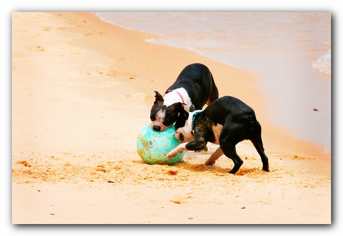 Offleash Dog Beach, Pensacola Florida