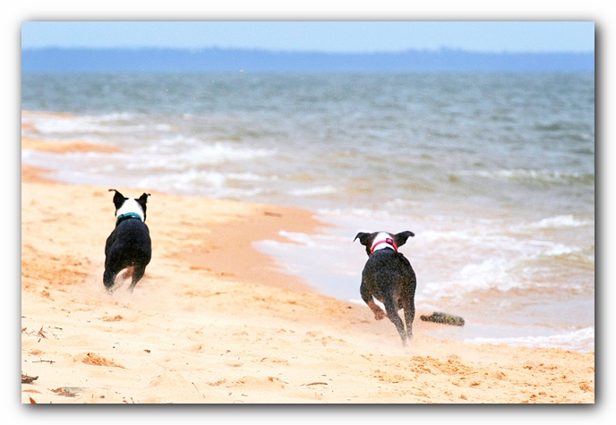 Offleash Dog Beach, Pensacola Florida