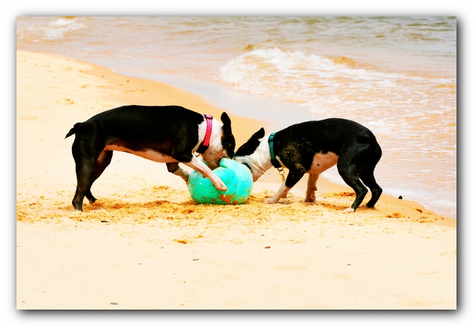 Offleash Dog Beach, Pensacola Florida