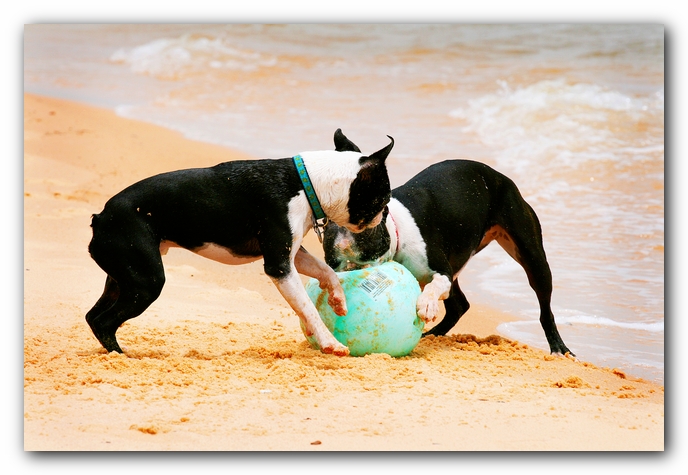 Offleash Dog Beach, Pensacola Florida