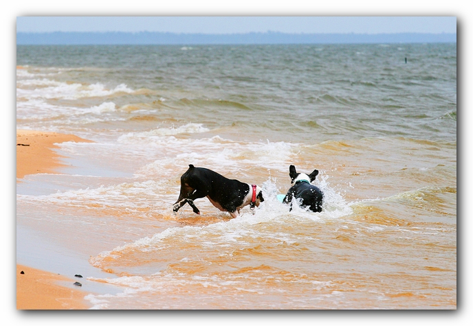 Offleash Dog Beach, Pensacola Florida