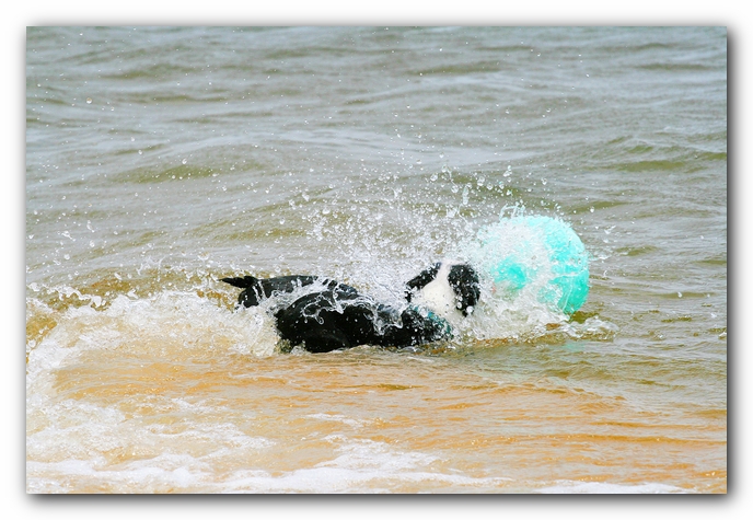 Offleash Dog Beach, Pensacola Florida