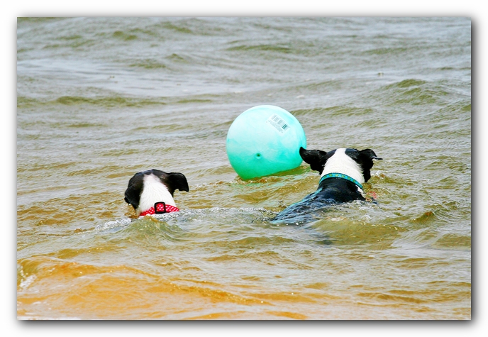 Offleash Dog Beach, Pensacola Florida