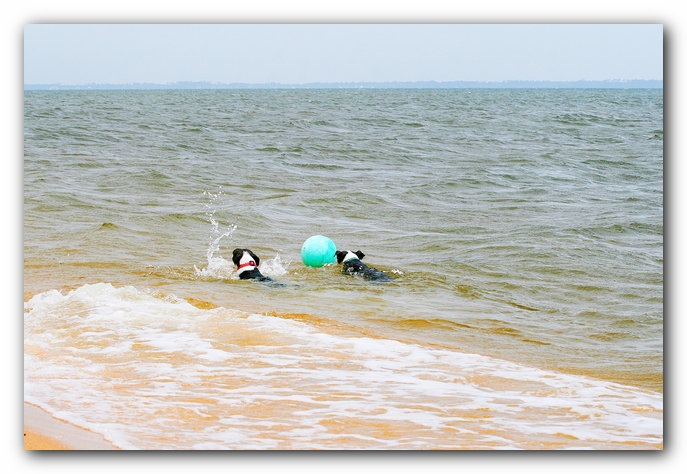 Offleash Dog Beach, Pensacola Florida