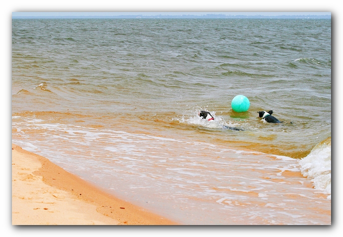 Offleash Dog Beach, Pensacola Florida