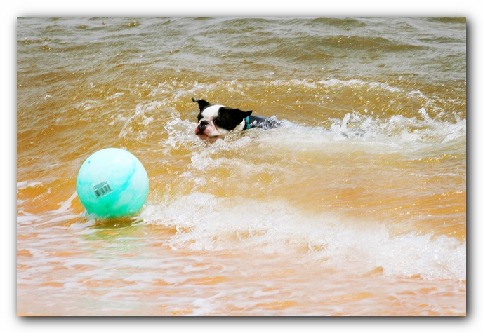 Offleash Dog Beach, Pensacola Florida