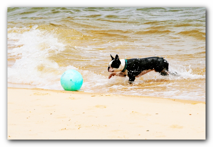 Offleash Dog Beach, Pensacola Florida