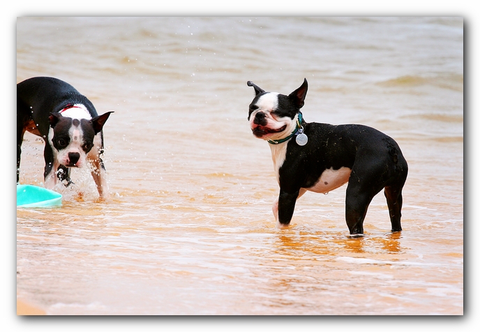 Offleash Dog Beach, Pensacola Florida