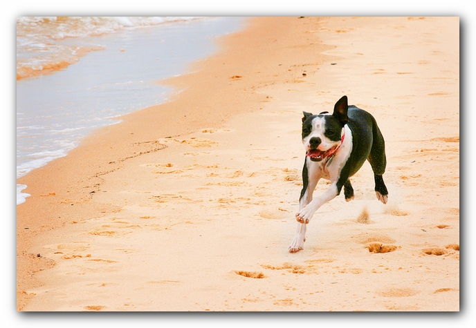 Offleash Dog Beach, Pensacola Florida