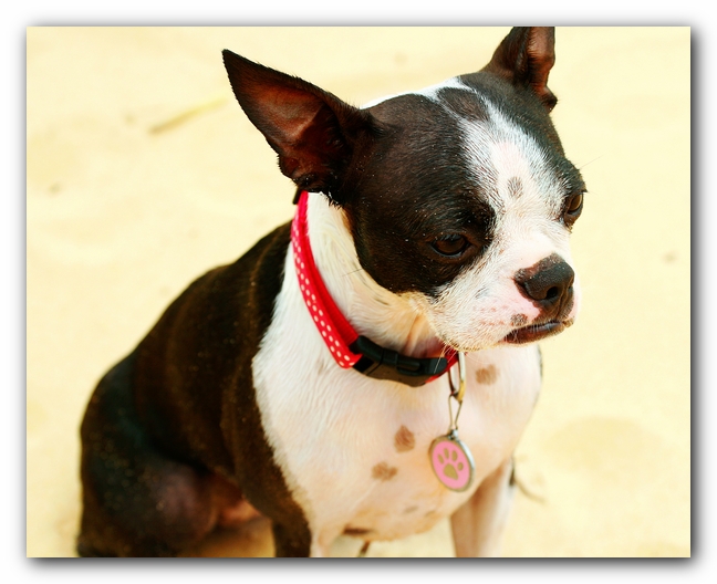 Offleash Dog Beach, Pensacola Florida